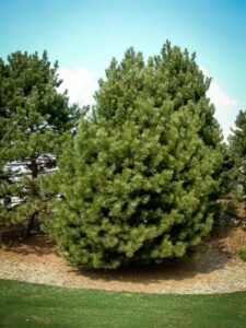 Сосна Чёрная (Pinus Nigra) купить по цене от 270.00р. в интернет-магазине «Посадика» с доставкой почтой в в Старый Осколе и по всей России – [изображение №1].