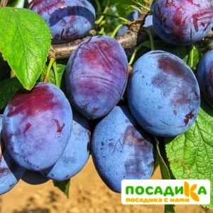 Слива Чачакская ранняя купить по цене от 229.00р. в интернет-магазине «Посадика» с доставкой почтой в в Старый Осколе и по всей России – [изображение №1].