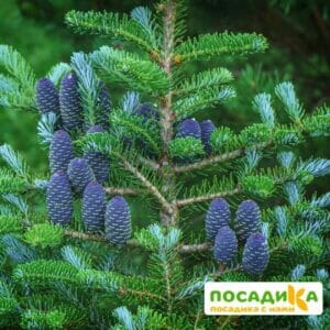 Пихта корейская (Abies koreana) купить по цене от 450.00р. в интернет-магазине «Посадика» с доставкой почтой в в Старый Осколе и по всей России – [изображение №1].