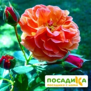 Роза Арабия купить по цене от 350.00р. в интернет-магазине «Посадика» с доставкой почтой в в Старый Осколе и по всей России – [изображение №1].