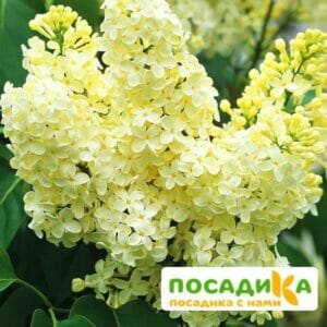 Сирень Примроуз (Primrose) купить по цене от 529.00р. в интернет-магазине «Посадика» с доставкой почтой в в Старый Осколе и по всей России – [изображение №1].