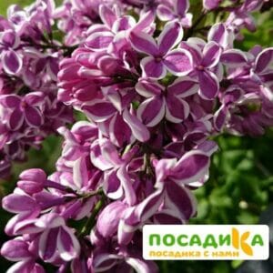 Сирень Сенсация купить по цене от 529.00р. в интернет-магазине «Посадика» с доставкой почтой в в Старый Осколе и по всей России – [изображение №1].