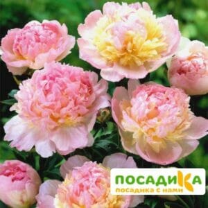 Пион Распберри Сандей (Paeonia Raspberry Sundae) купить по цене от 959р. в интернет-магазине «Посадика» с доставкой почтой в в Старый Осколе и по всей России – [изображение №1].