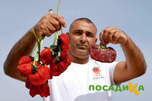 Клубника Гигант Джорнея купить по цене от 266р. в интернет-магазине «Посадика» с доставкой почтой в в Старый Осколе и по всей России – [изображение №1].