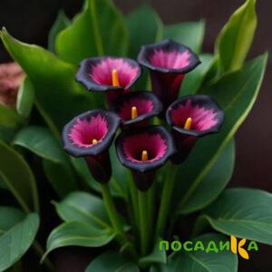 Калла Аура Лейс купить по цене от 400р. в интернет-магазине «Посадика» с доставкой почтой в в Старый Осколе и по всей России – [изображение №1].