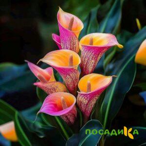 Калла Оникс купить по цене от 450р. в интернет-магазине «Посадика» с доставкой почтой в в Старый Осколе и по всей России – [изображение №1].