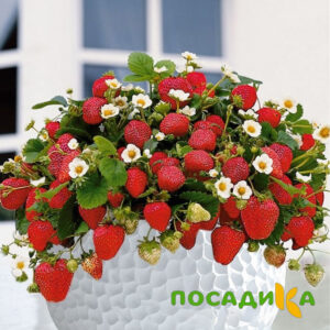 Клубника Рубиновый Шепот (горшечная) купить по цене от 240р. в интернет-магазине «Посадика» с доставкой почтой в в Старый Осколе и по всей России – [изображение №1].