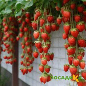 Клубника вьющаяся Комплимент купить по цене от 470р. в интернет-магазине «Посадика» с доставкой почтой в в Старый Осколе и по всей России – [изображение №1].