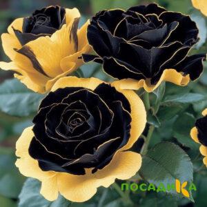 Роза Ханни Сикл купить по цене от 700р. в интернет-магазине «Посадика» с доставкой почтой в в Старый Осколе и по всей России – [изображение №1].