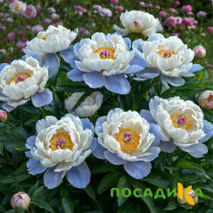 Пион акварельный Этюд купить по цене от 806р. в интернет-магазине «Посадика» с доставкой почтой в в Старый Осколе и по всей России – [изображение №1].