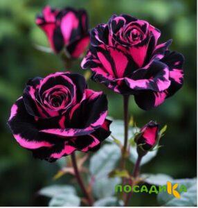 Роза Багровый Шепот купить по цене от 366р. в интернет-магазине «Посадика» с доставкой почтой в в Старый Осколе и по всей России – [изображение №1].