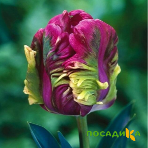 Тюльпан Экзотик Хэвен купить по цене от 186р. в интернет-магазине «Посадика» с доставкой почтой в в Старый Осколе и по всей России – [изображение №1].
